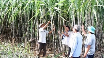 Xuất nhập khẩu nửa đầu tháng 10: Ngành mía đường gặp khó