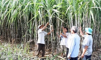 Xuất nhập khẩu nửa đầu tháng 10: Ngành mía đường gặp khó