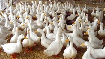 Hưng Yên: Triển khai nuôi vịt an toàn sinh học