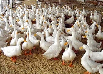 Hưng Yên: Triển khai nuôi vịt an toàn sinh học