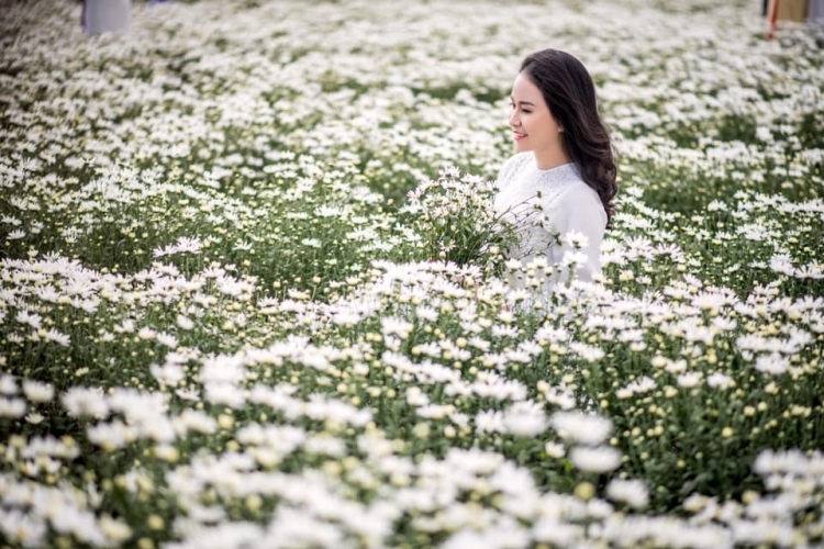 Check-in Cúc họa mi tại Bãi đá sông Hồng