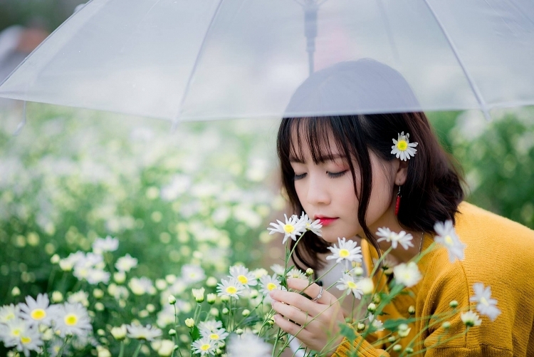 Check-in với Cúc hoạ mi tạu Vườn hoa Tây Tựu