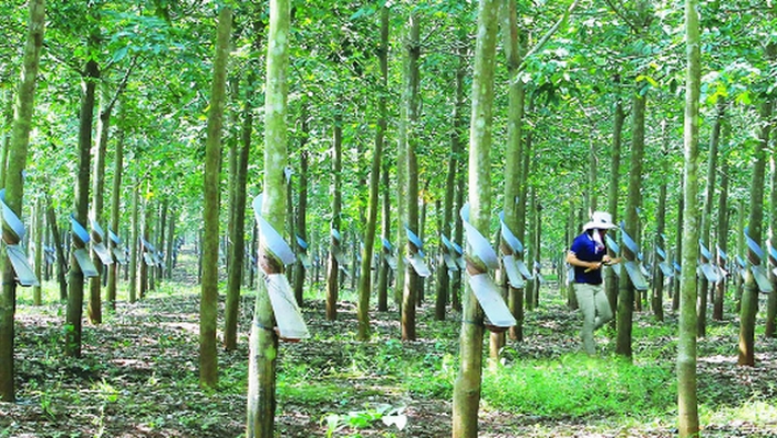 Cập nhật giá cao su hôm nay 30/10: Giảm mạnh