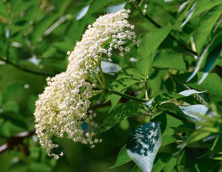 Cây cơm cháy Cây cơm cháy