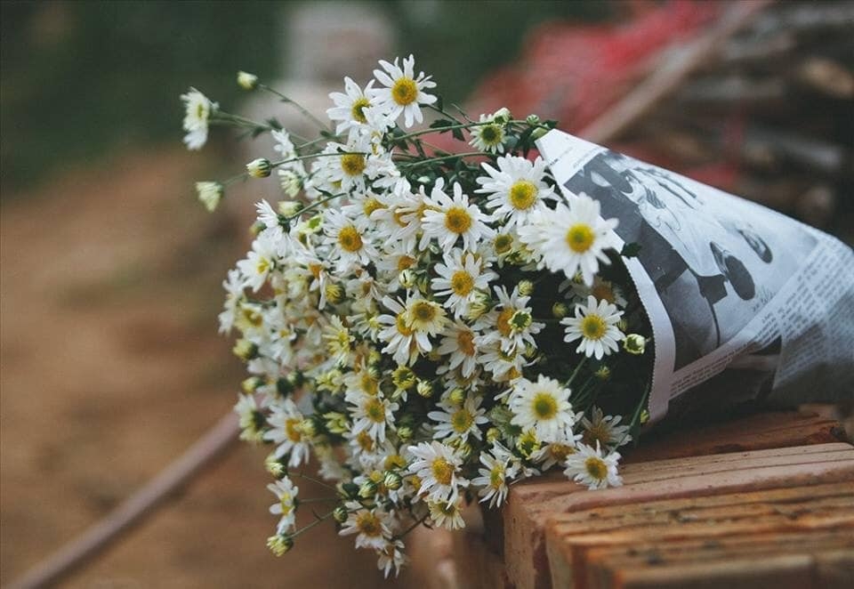 Những loại cây có tác dụng đuổi côn trùng hiệu quả