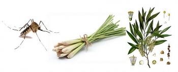 Những loại cây có tác dụng đuổi côn trùng hiệu quả