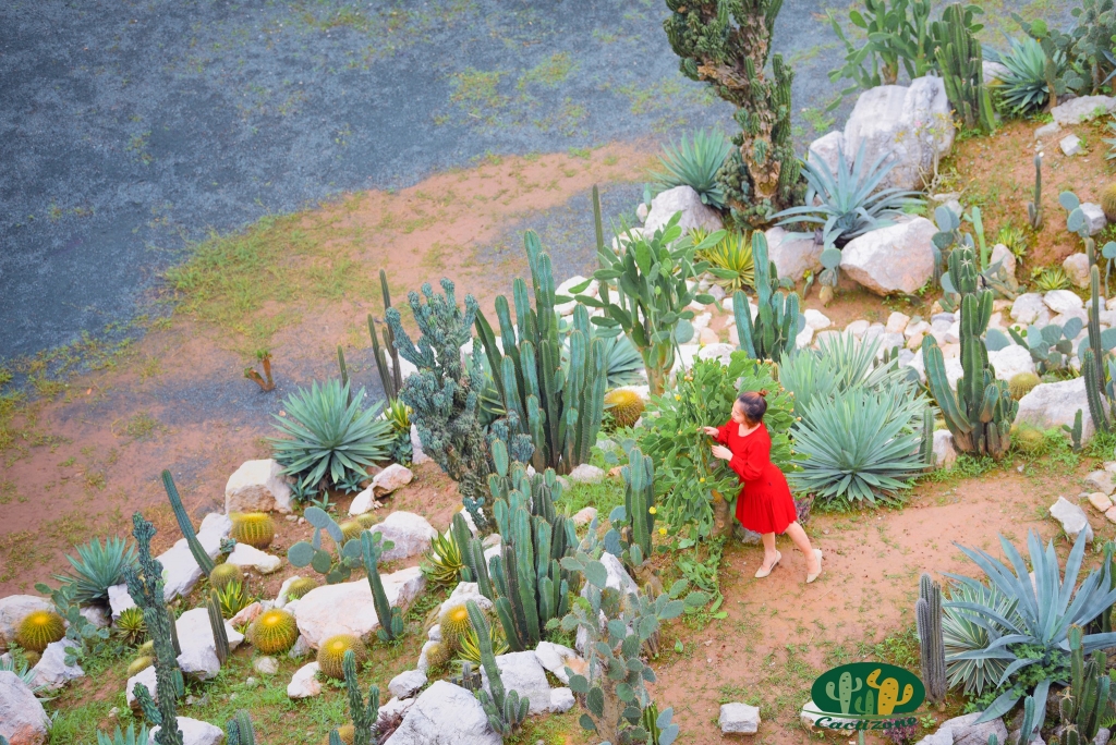 Những địa điểm check in sống ảo tại Hà Nội: Ấn tượng với vườn xương rồng Cacti Zone