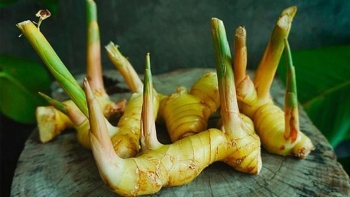 Trị đau dạ dày, cảm lạnh bằng bài thuốc từ củ riềng