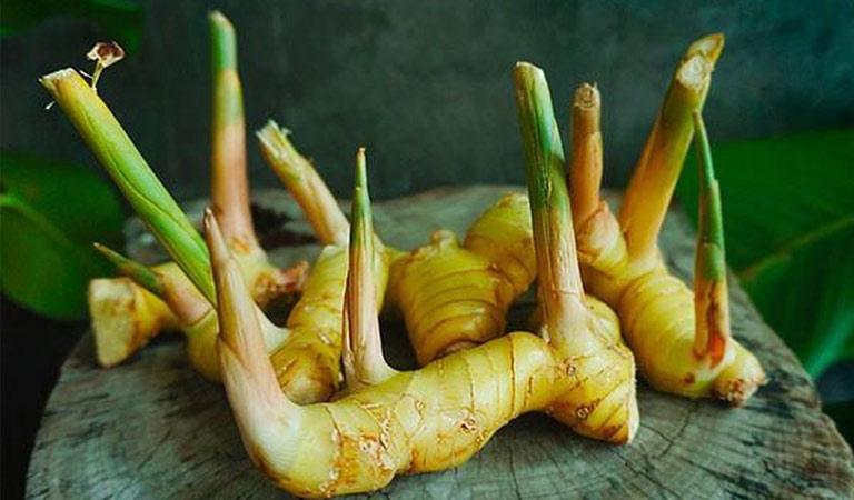 Cao lương khương (củ riềng) vị thuốc trị nhiều bệnh