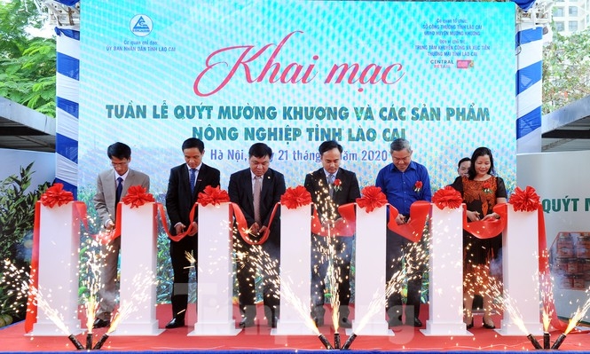 Hà Nội diễn ra tuần lễ quýt ngọt biên giới Mường Khương