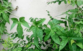 Thuốc Đông y: Chữa đau lưng và xương khớp bằng cây chìa vôi