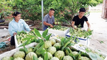 Na dai trái vụ ở Đông Triều - Quảng Ninh đang hút khách