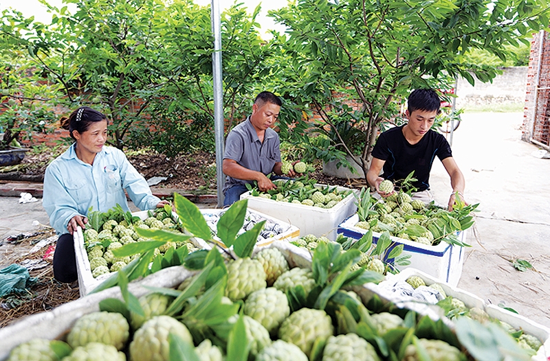  Đặc sản Na dai Đông Triều trái vụ, thơm ngon, hút hàng Na dai trái vụ được sản xuất theo hướng Vietgap