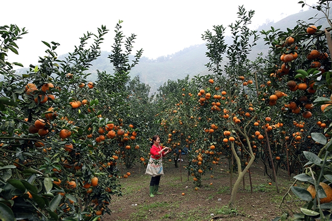 Người dân chọn những quả cam đạt tiêu chuẩn thu hoạch bán cho các siêu thị ở thành phố Hà Nội.
