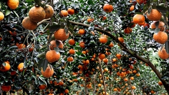 Cam sành Hàm Yên (Tuyên Quang) vào vụ