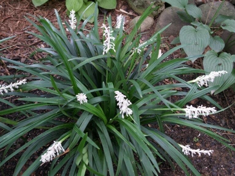 Cây Mạch Môn Cây Mạch Môn