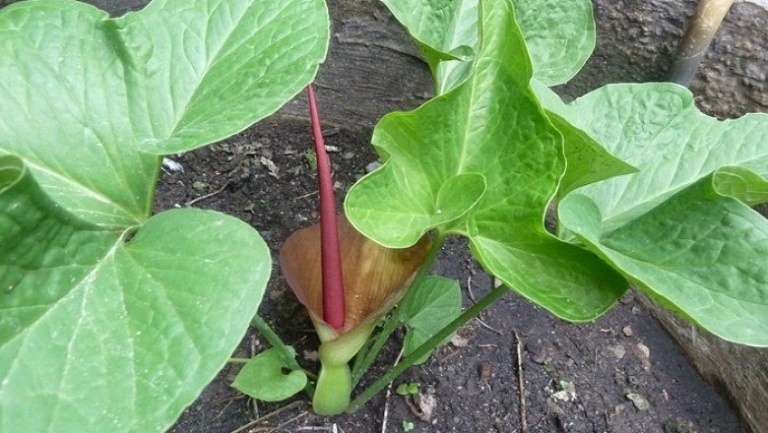 Cây Bán hạ Cây Bán hạ