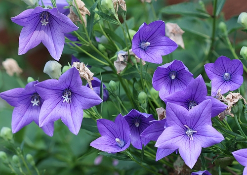 Một số cây thuốc giúp hóa đờm trong y học cổ truyền