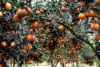 Cam sành Hàm Yên (Tuyên Quang) vào vụ