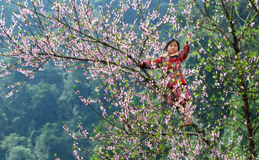 Hoa đào, hoa mận Hà Giang đầu đông