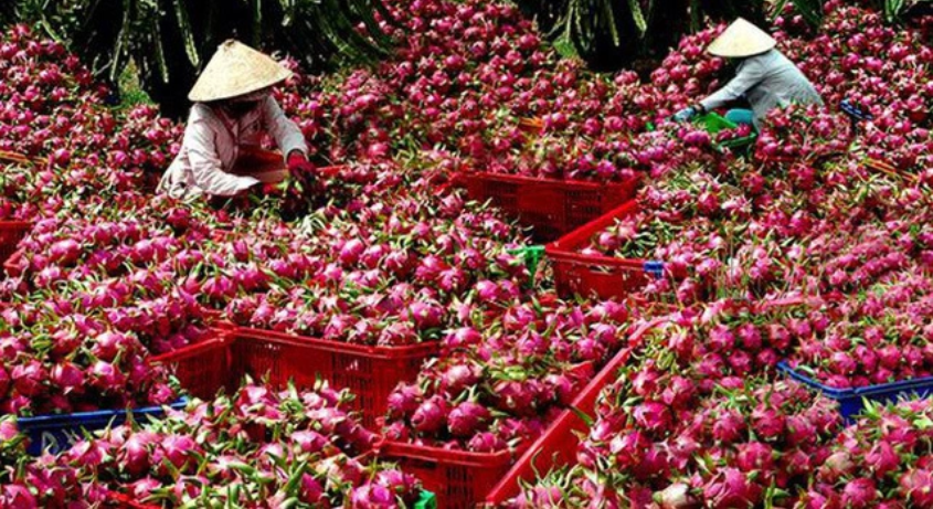 Tạm dừng đưa thanh long lên biên giới để tránh phát sinh thiệt hại