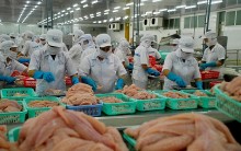 Xuất khẩu cá tra sang Trung Quốc “khởi sắc” trở lại