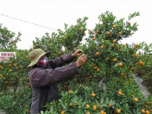 Văn Giang (Hưng Yên): Quất, bưởi bán chậm, người dân lo Tết