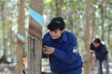 Tái cơ cấu HAGL Agrico liệu có dễ dàng?