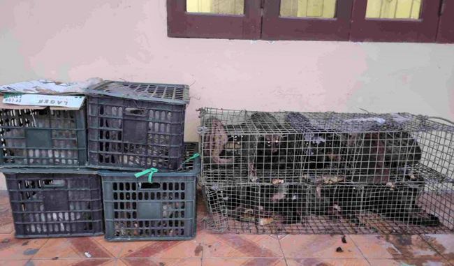 Nghệ An: Bắt giữ 17 cá thể nhím, cầy hương trên xe khách