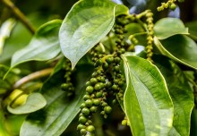 Giá cà phê và hồ tiêu ngày 7/4: Xu hướng giảm cả hai mặt hàng