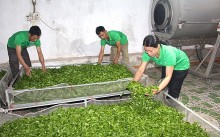 Việt Nam đứng vị trí đầu tiên cung cấp chè cho Đài Loan