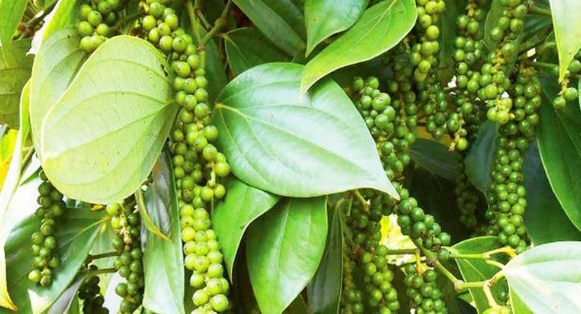 Giá cà phê và hồ tiêu ngày 19/4: Cà phê đứng yên, hồ tiêu vượt mốc 80.000 đồng/kg