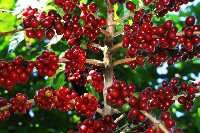 Giá cà phê và hồ tiêu ngày 6/5: Cà phê giảm nhẹ, hồ tiêu duy trì ổn định Giá cà phê và hồ tiêu ngày 6/5: Cà phê giảm nhẹ, hồ tiêu duy trì ổn định