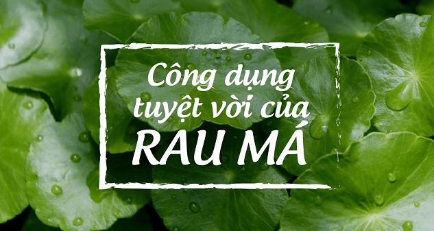 Rau má có tác dụng gì và cách sử dụng rau má đúng cách