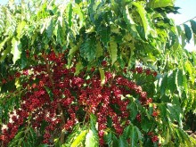 Giá cà phê hôm nay 8/10: Thị trường cà phê trong nước tiếp tục giữ vững phong độ