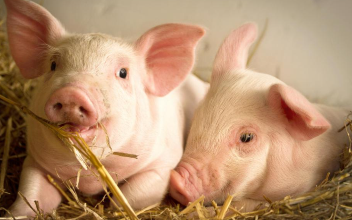 Giá lợn hơi ngày 28/10: Đồng loạt tăng sốc
