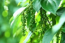 Giá cà phê và hồ tiêu ngày 6/11: Giảm sâu ở cả mặt hàng