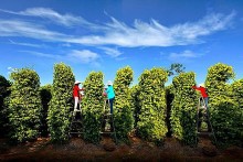 Giá cà phê và hồ tiêu ngày 14/11: Giá tiêu trong nước giảm 1.000 đồng/kg tại khu vực Tây Nguyên