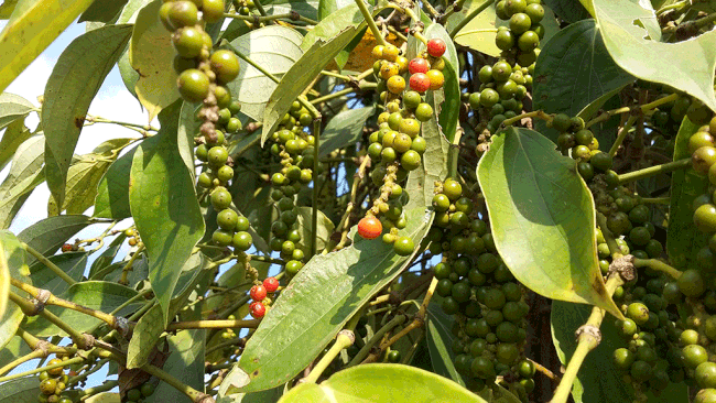 Giá cà phê và hồ tiêu ngày 7/12: Thị trường trái chiều