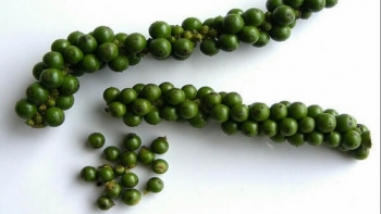 Giá hồ tiêu hôm nay 1/1/2021: Đầu năm ổn định