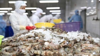 Xuất khẩu tôm: Những chuyến hàng đầu tiên sang Mỹ, Nhật Bản và châu Âu