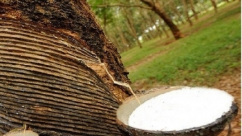 Năm 2020, xuất khẩu cao su đạt 2,38 tỷ USD