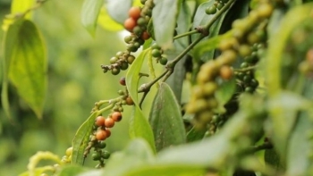 Giá hồ tiêu hôm nay 7/1: Mất thêm 500 đồng/kg