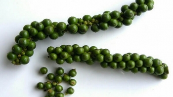 Giá hồ tiêu hôm nay 8/1: Chững lại