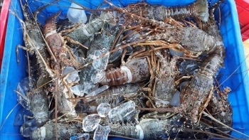 Khánh Hòa: Cung không đủ cầu, tôm hùm tăng giá