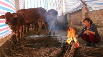 Phải thực hiện nghiêm chỉ đạo ứng phó rét đậm, rét hại