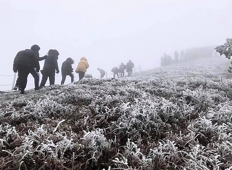 Rét hại kéo dài khiến các tỉnh phía Bắc thiệt hại hàng tỷ đồng