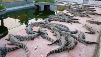 Đổ xô đi nuôi cá sấu và hệ lụy
