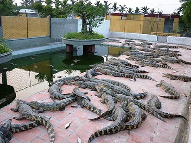 Đổ xô đi nuôi cá sấu và hệ lụy