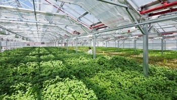 Thừa Thiên Huế tập trung phát triển cây dược liệu theo Chương trình OCOP